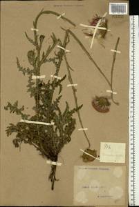 Carduus hamulosus Ehrh., Eastern Europe, North Ukrainian region (E11) (Ukraine)