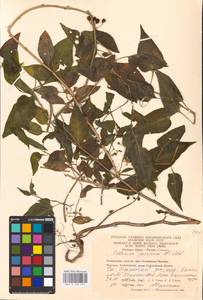 MHA 0 158 771, Solanum dulcamara L., Eastern Europe, Eastern region (E10) (Russia)