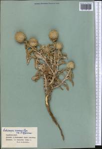 Echinops nanus Bunge, Middle Asia, Pamir & Pamiro-Alai (M2) (Tajikistan)