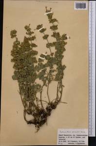 Lophanthus schrenkii Levin, Middle Asia, Western Tian Shan & Karatau (M3) (Kazakhstan)