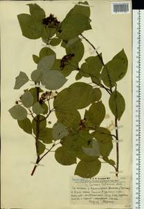 Cornus alba L., Siberia, Altai & Sayany Mountains (S2) (Russia)