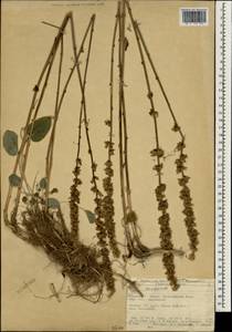 Campanula, South Asia, South Asia (Asia outside ex-Soviet states and Mongolia) (ASIA) (Turkey)