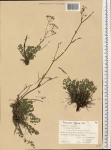 Pimpinella tragium Vill., Eastern Europe, South Ukrainian region (E12) (Ukraine)