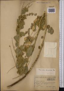 Cullen drupaceum (Bunge)C.H.Stirt., Middle Asia, Northern & Central Tian Shan (M4) (Kazakhstan)