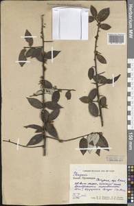 Elaeagnus, South Asia, South Asia (Asia outside ex-Soviet states and Mongolia) (ASIA) (China)