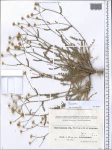 Tanacetum, Middle Asia, Syr-Darian deserts & Kyzylkum (M7) (Kazakhstan)
