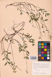 Helianthemum nummularium subsp. obscurum (Pers. ex Wahlenb.) Holub, Eastern Europe, Belarus (E3a) (Belarus)