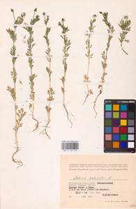 Adonis aestivalis L., Eastern Europe, Lower Volga region (E9) (Russia)