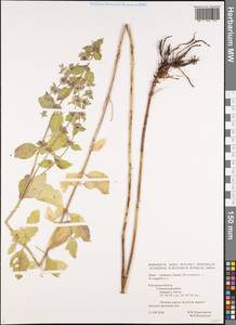 Mentha × dalmatica Tausch, Eastern Europe, Central region (E4) (Russia)