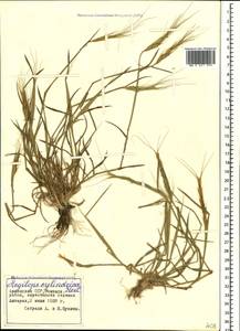 Aegilops cylindrica Host, Caucasus, Armenia (K5) (Armenia)
