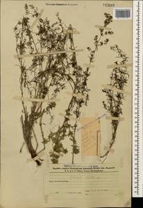 Galium verum L., Caucasus, Azerbaijan (K6) (Azerbaijan)
