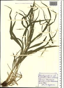 Brachypodium sylvaticum (Huds.) P.Beauv., Caucasus, Azerbaijan (K6) (Azerbaijan)