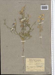 Delphinium camptocarpum Fisch. & C. A. Mey., Middle Asia, Karakum (M6) (Turkmenistan)