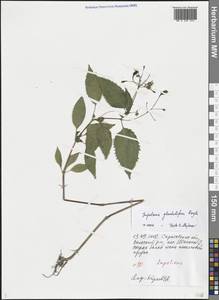 Impatiens, Eastern Europe, Lower Volga region (E9) (Russia)