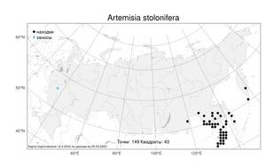 Artemisia stolonifera (Maxim.) Kom., Atlas of the Russian Flora (FLORUS) (Russia)