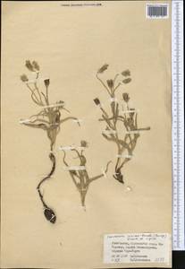 Scorzonera sericeolanata (Bunge) Krasch. & Lipsch., Middle Asia, Pamir & Pamiro-Alai (M2) (Uzbekistan)