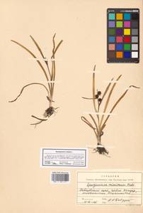 Sparganium natans L., Siberia, Russian Far East (S6) (Russia)