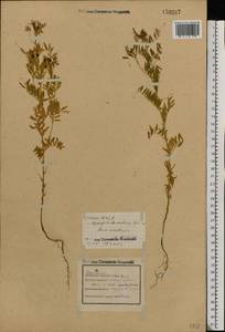Vicia lens (L.) Coss. & Germ., Eastern Europe, Central forest-and-steppe region (E6) (Russia)