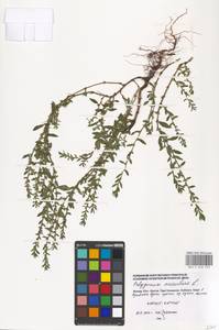 Polygonum aviculare L., Eastern Europe, Moscow region (E4a) (Russia)