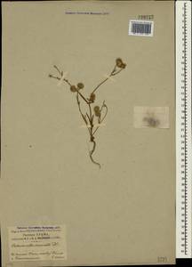 Valerianella coronata (L.) DC., Crimea (KRYM) (Russia)