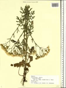 Senecio, Eastern Europe, Central forest-and-steppe region (E6) (Russia)