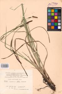 Carex acutiformis Ehrh., Eastern Europe, Central forest-and-steppe region (E6) (Russia)