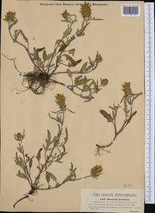 Prunella laciniata (L.) L., Western Europe (EUR) (Austria)