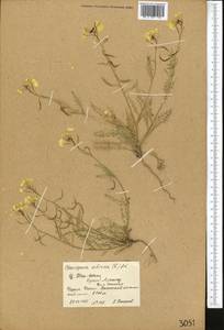Chorispora sibirica (L.) DC., Middle Asia, Northern & Central Tian Shan (M4) (Kyrgyzstan)