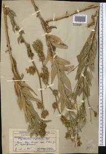 Asyneuma argutum, Middle Asia, Western Tian Shan & Karatau (M3) (Kazakhstan)