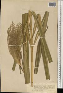 Miscanthus sinensis Andersson, South Asia, South Asia (Asia outside ex-Soviet states and Mongolia) (ASIA) (Germany)