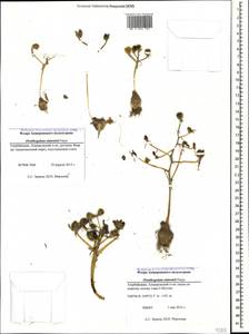 Ornithogalum sintenisii Freyn, Caucasus, Azerbaijan (K6) (Azerbaijan)