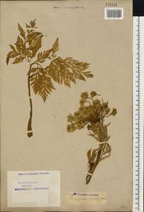 Pleurospermum uralense Hoffm., Eastern Europe, Northern region (E1) (Russia)