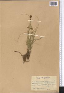 Carex stenophylla subsp. stenophylloides (V.I.Krecz.) T.V.Egorova, Middle Asia, Western Tian Shan & Karatau (M3) (Kyrgyzstan)