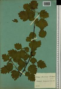 Crataegus maximowiczii C. K. Schneid., Botanic gardens and arboreta (GARD) (Russia)