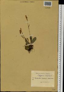 Bistorta vivipara (L.) Delarbre, Siberia, Yakutia (S5) (Russia)