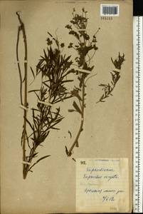 Euphorbia virgata Waldst. & Kit., Eastern Europe, North Ukrainian region (E11) (Ukraine)