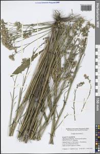 Crepis tectorum L., Eastern Europe, Central forest-and-steppe region (E6) (Russia)