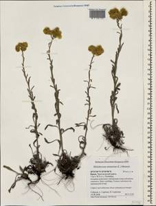 Helichrysum arenarium (L.) Moench, Crimea (KRYM) (Russia)