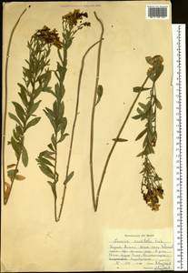 Linaria acutiloba Fisch. ex Rchb., Siberia, Western (Kazakhstan) Altai Mountains (S2a) (Kazakhstan)