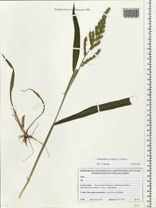 Echinochloa crus-galli (L.) P.Beauv., Eastern Europe, Belarus (E3a) (Belarus)