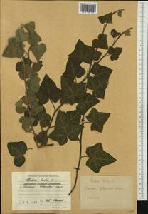 Hedera helix L., Western Europe (EUR) (Bulgaria)