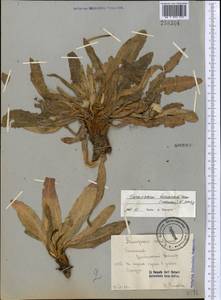 Taraxacum bessarabicum (Hornem.) Hand.-Mazz., Middle Asia, Pamir & Pamiro-Alai (M2) (Tajikistan)