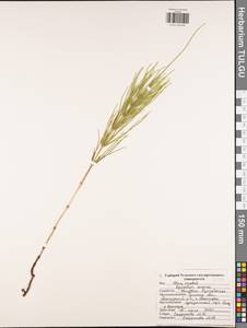 Equisetum arvense L., Eastern Europe, Central region (E4) (Russia)