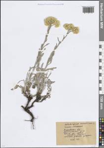 Helichrysum arenarium (L.) Moench, Eastern Europe, Rostov Oblast (E12a) (Russia)