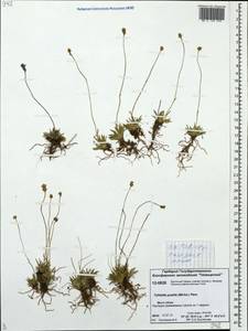 Tofieldia pusilla (Michx.) Pers., Siberia, Central Siberia (S3) (Russia)