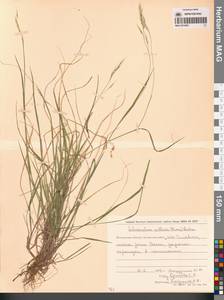 Schizachne purpurascens subsp. callosa (Turcz. ex Griseb.) T.Koyama & Kawano, Siberia, Chukotka & Kamchatka (S7) (Russia)