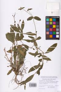 Silene latifolia subsp. alba (Mill.) Greuter & Burdet, Eastern Europe, Rostov Oblast (E12a) (Russia)