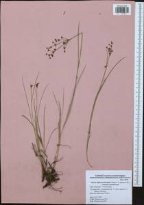 Juncus alpinoarticulatus Chaix, Eastern Europe, Central region (E4) (Russia)