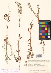 Lycopsis arvensis subsp. orientalis (L.) Kusn., Eastern Europe, Middle Volga region (E8) (Russia)