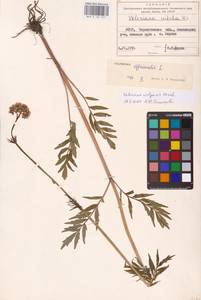 Valeriana wolgensis Kazak., Eastern Europe, North Ukrainian region (E11) (Ukraine)